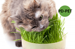 หญ้าออร์แกนิค ไอเดียธุรกิจเพื่อสัตว์เลี้ยง “PD Pet” 